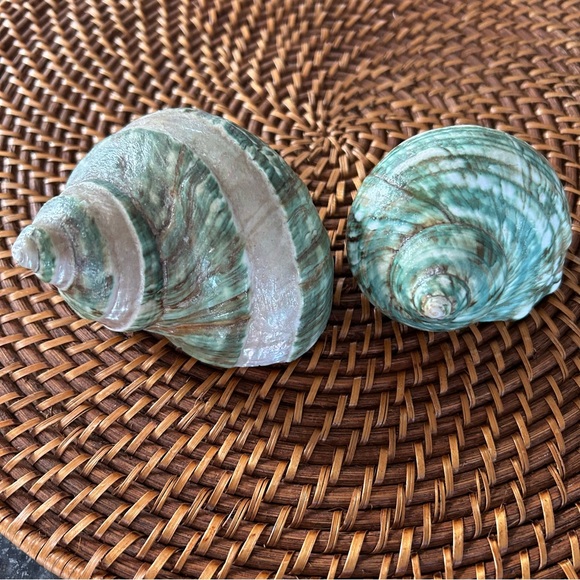 Two Jade Turbo Shells - Picture 2 of 5